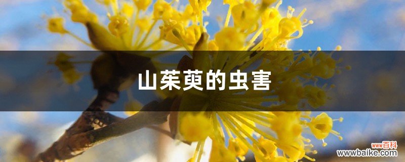 山茱萸的虫害