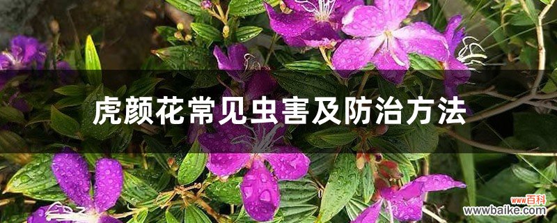 虎颜花常见虫害及防治方法