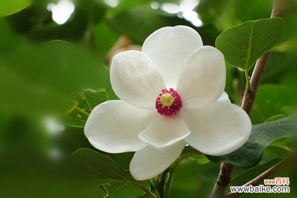 天女花常见虫害及防治方法