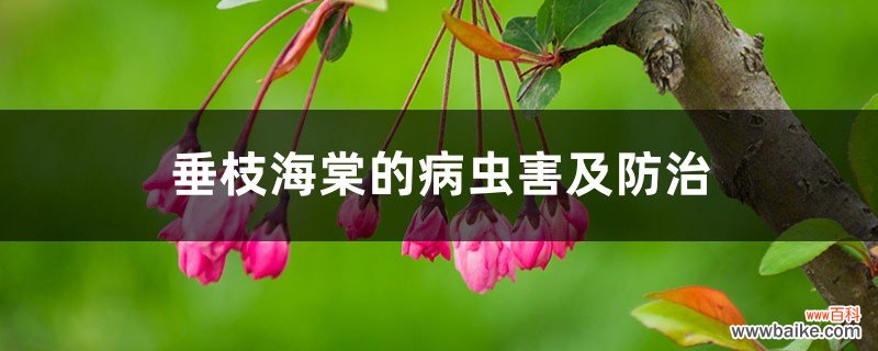 垂枝海棠的病虫害及防治