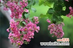 紫薇花的常见虫害及防治方法