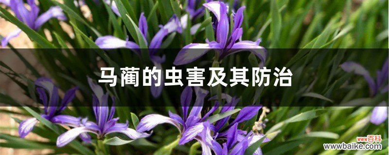 马蔺的虫害及其防治