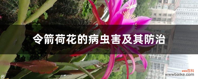 令箭荷花的病虫害及其防治