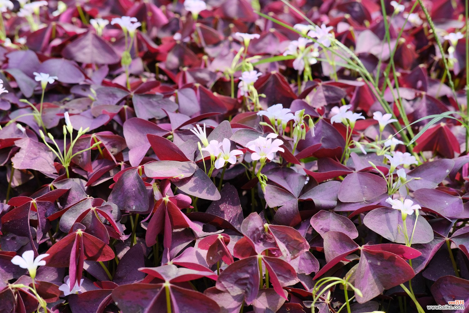 紫叶酢浆草的常见虫害及其防治