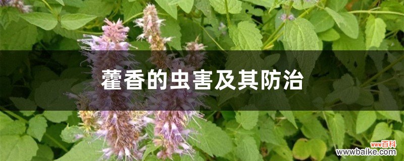 藿香的虫害及其防治