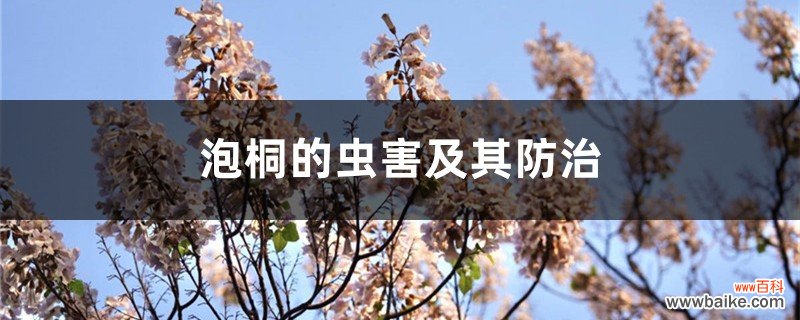 泡桐的虫害及其防治