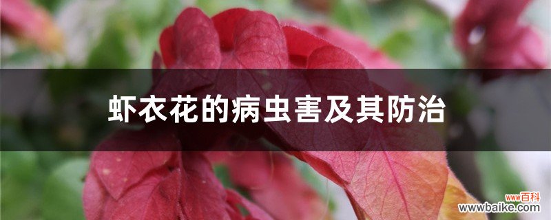 虾衣花的病虫害及其防治