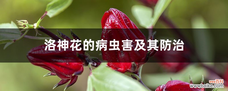 洛神花的病虫害及其防治