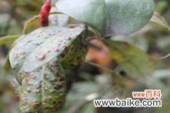 红叶石楠的病虫害及其防治