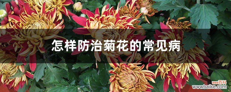 怎样防治菊花的常见病