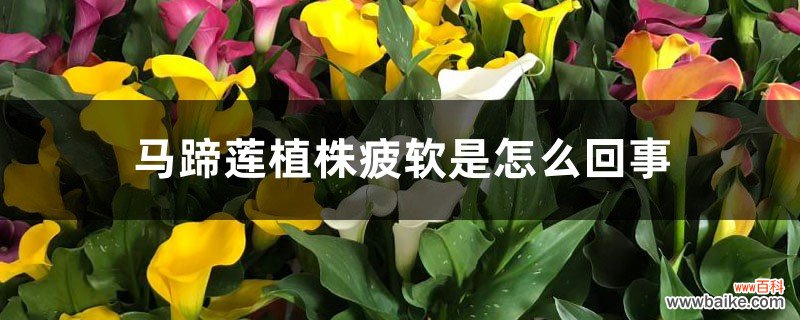 马蹄莲植株疲软是怎么回事