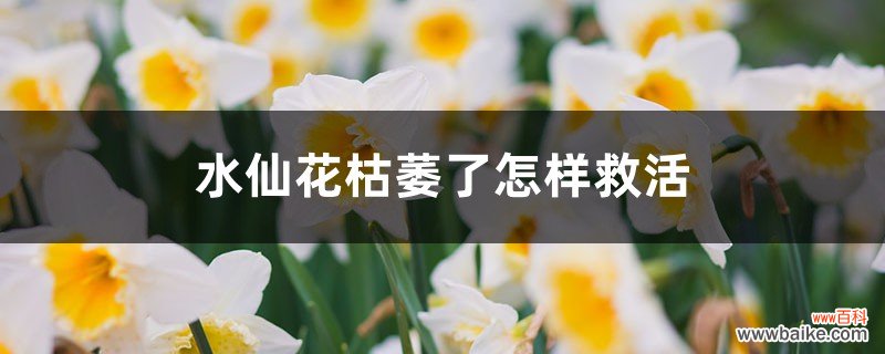 水仙花枯萎了怎样救活