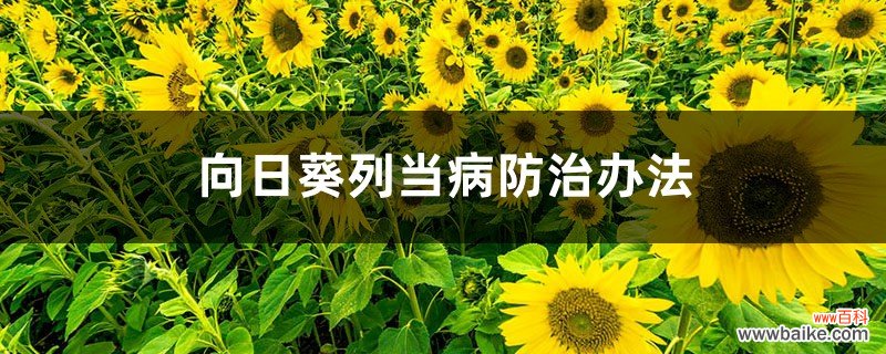 向日葵列当病防治办法