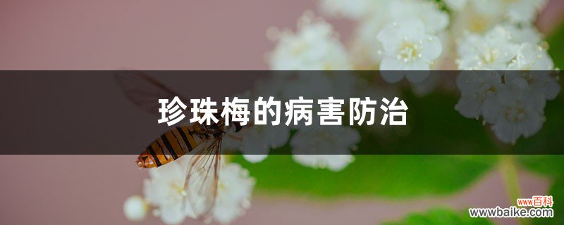 珍珠梅的病害防治