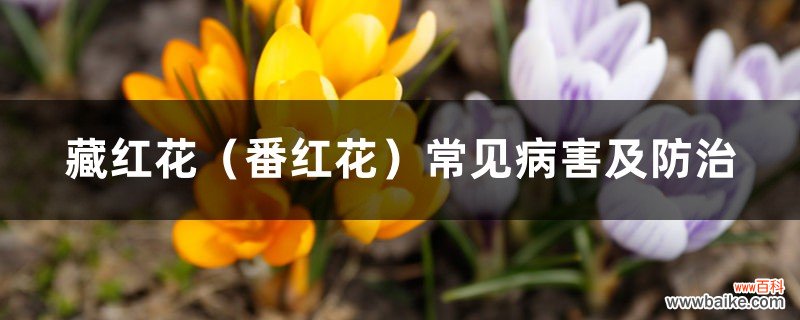 番红花 藏红花常见病害及防治