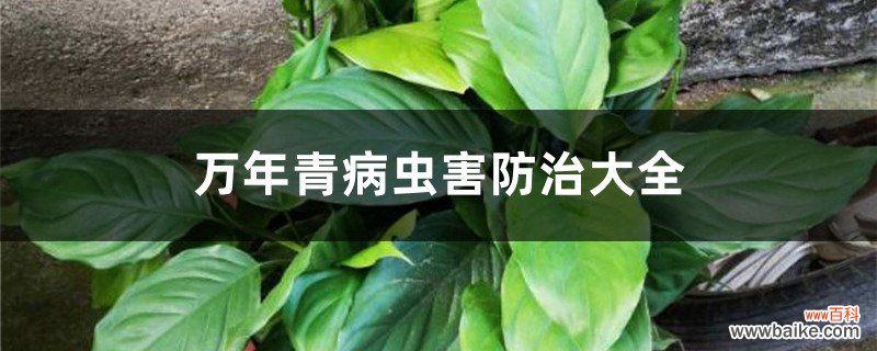 万年青病虫害防治大全