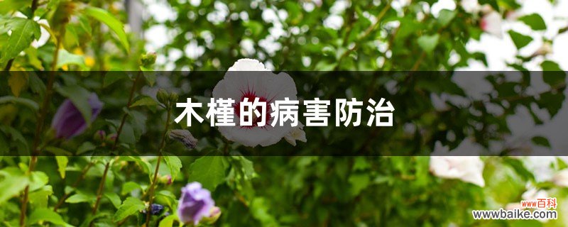 木槿的病害防治