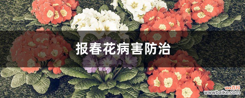 报春花病害防治