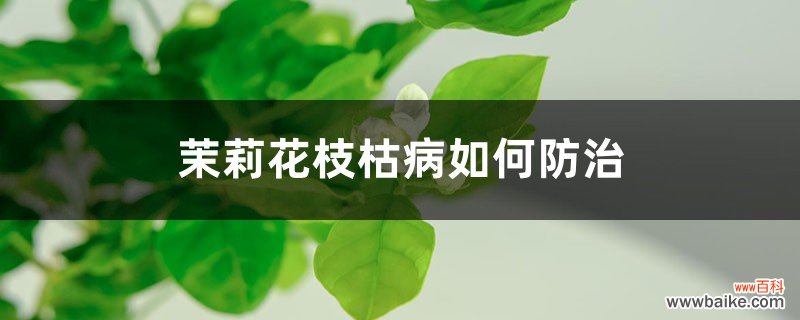 茉莉花枝枯病如何防治