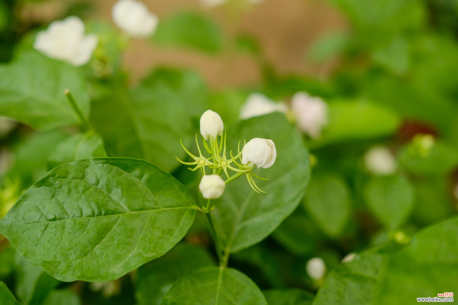 茉莉花枝枯病如何防治