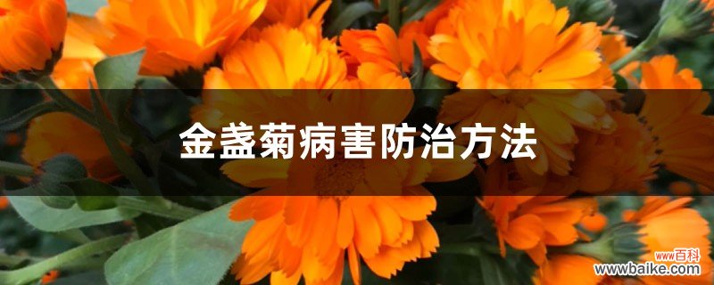 金盏菊病害防治方法