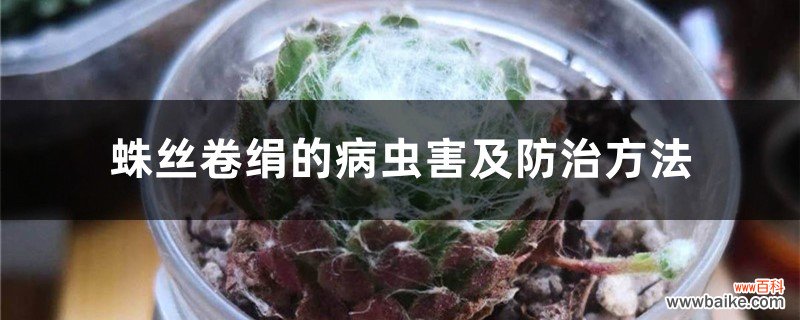 蛛丝卷绢的病虫害及防治方法