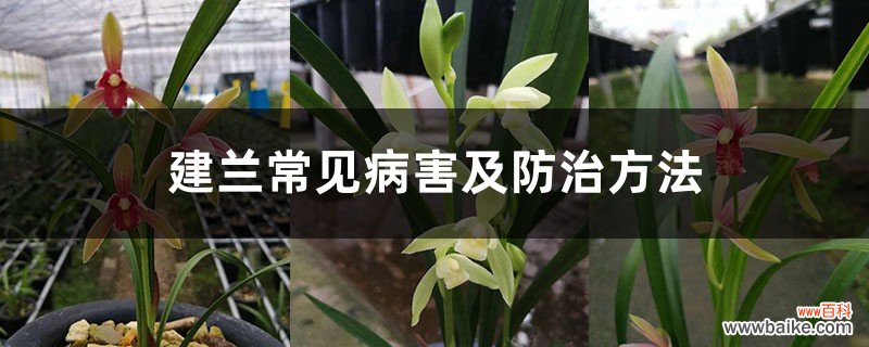 建兰常见病害及防治方法