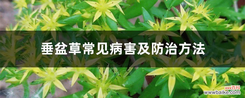 垂盆草常见病害及防治方法