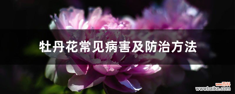 牡丹花常见病害及防治方法