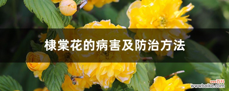 棣棠花的病害及防治方法