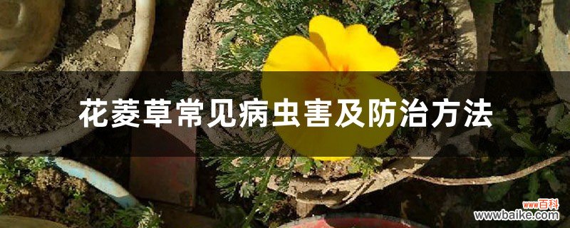 花菱草常见病虫害及防治方法