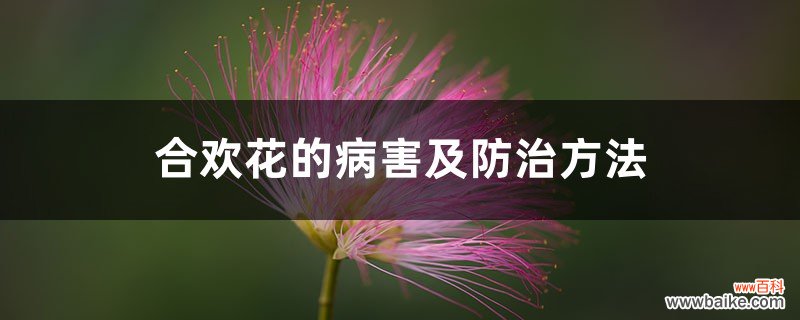 合欢花的病害及防治方法