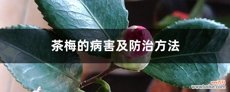 茶梅的病害及防治方法