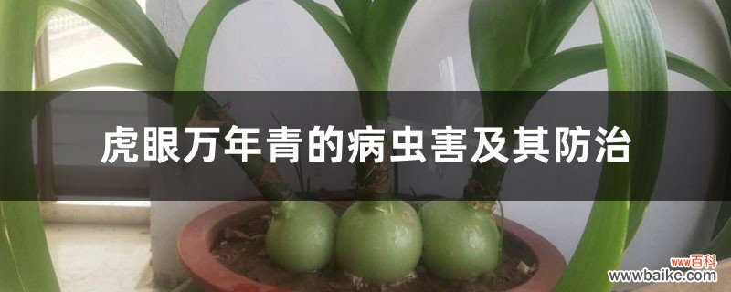 虎眼万年青的病虫害及其防治