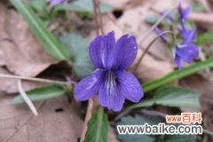 紫花地丁叶斑病及其防治