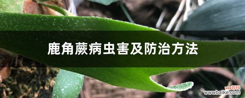 鹿角蕨病虫害及防治方法