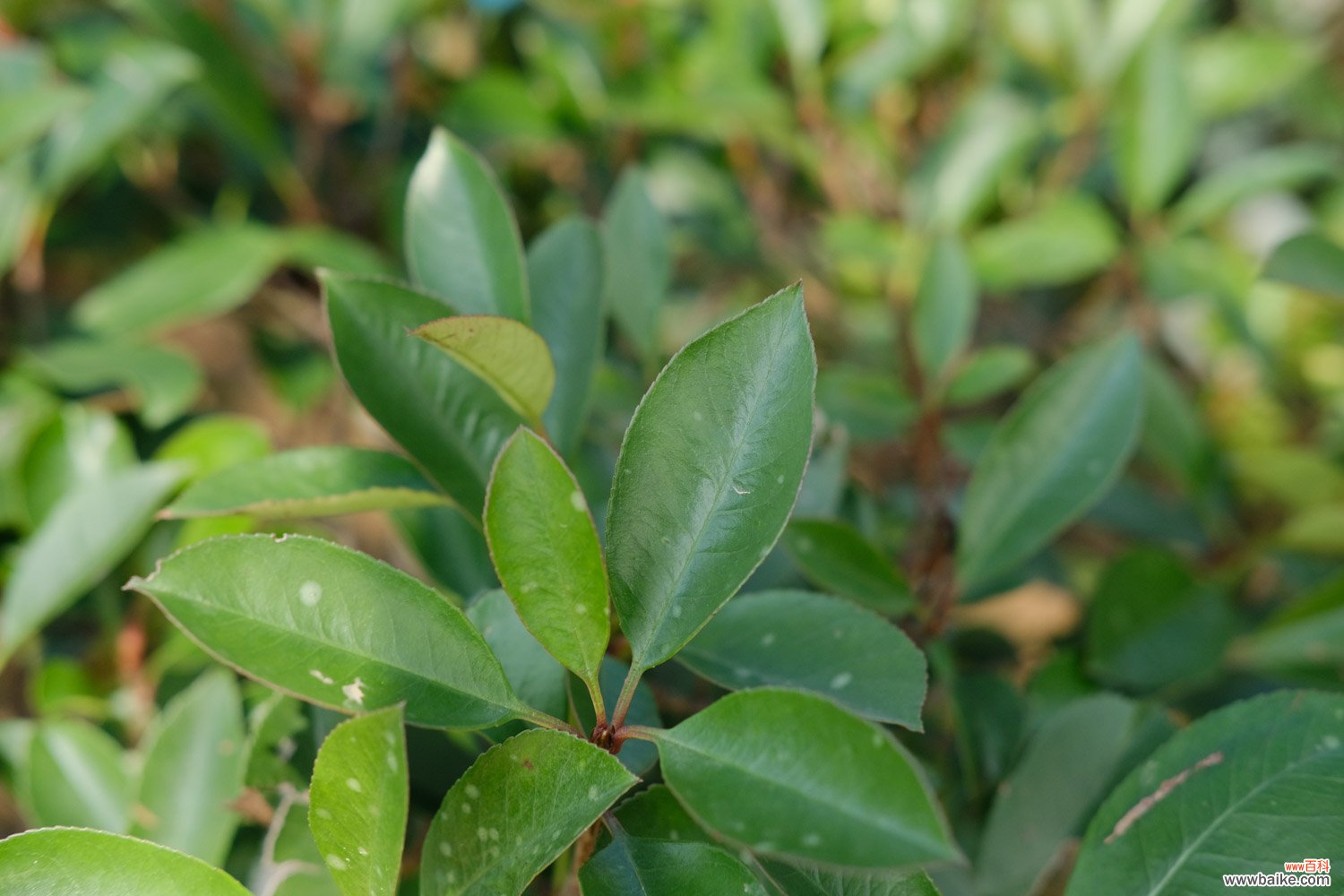 石楠花的病虫害及其防治