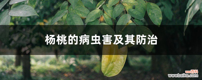 杨桃的病虫害及其防治
