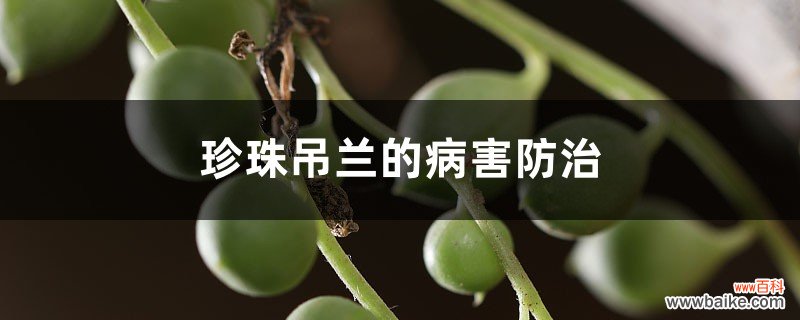 珍珠吊兰的病害防治