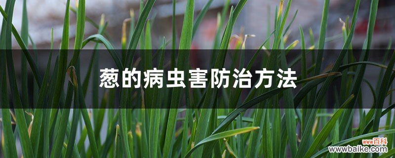 葱的病虫害防治方法