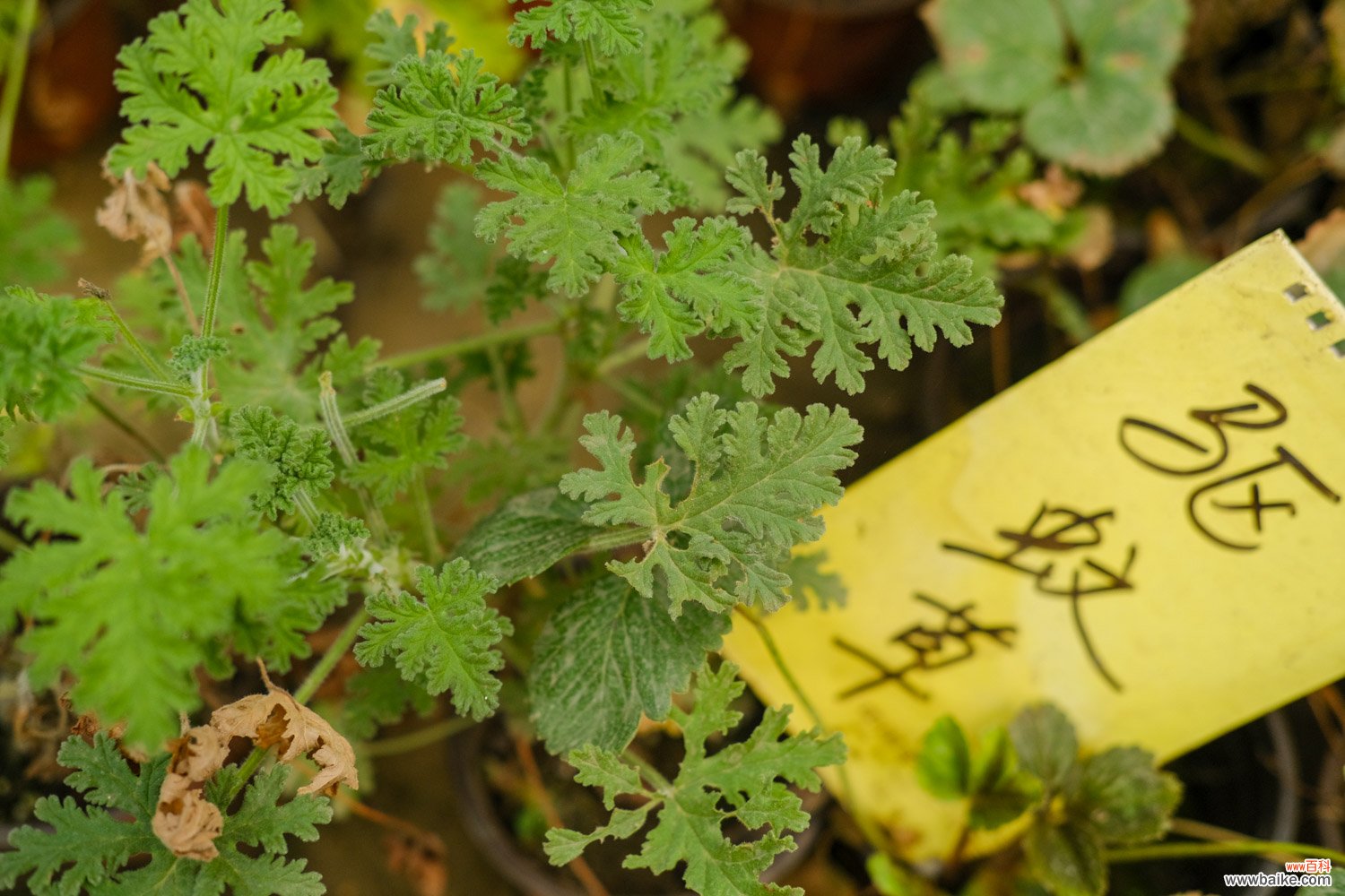 驱蚊草的病虫害防治