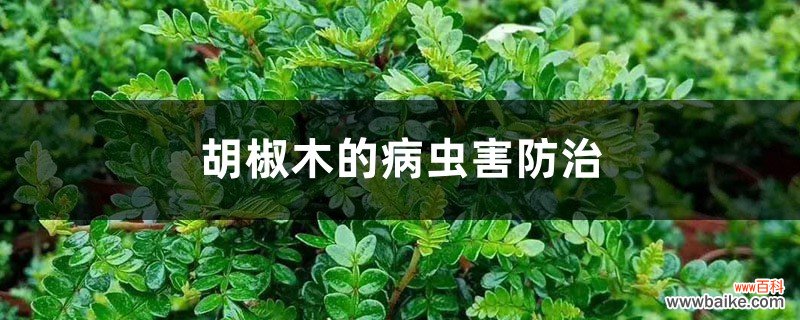 胡椒木的病虫害防治