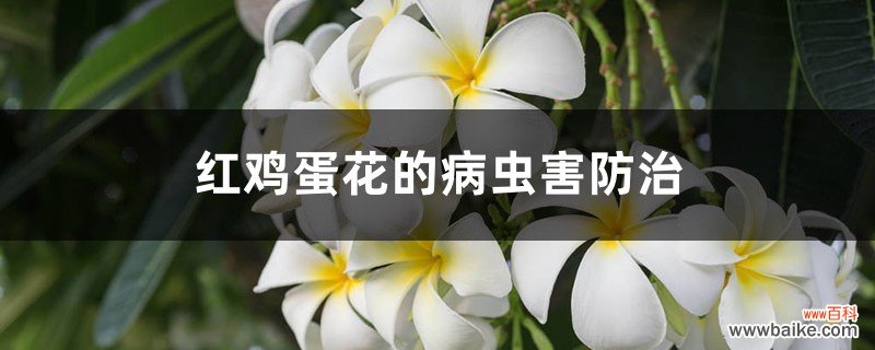 红鸡蛋花的病虫害防治