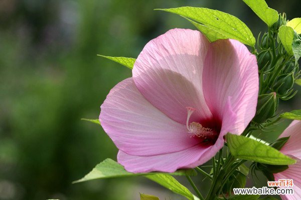 芙蓉葵的病虫害防治