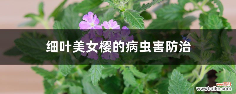 细叶美女樱的病虫害防治