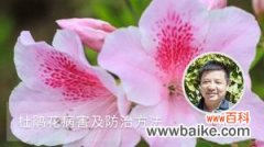 杜鹃花病害及防治方法