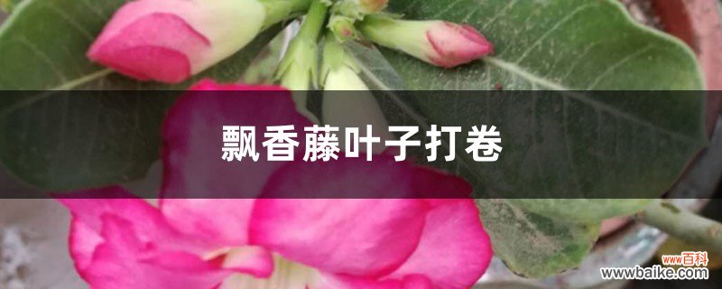 飘香藤叶子打卷这么办