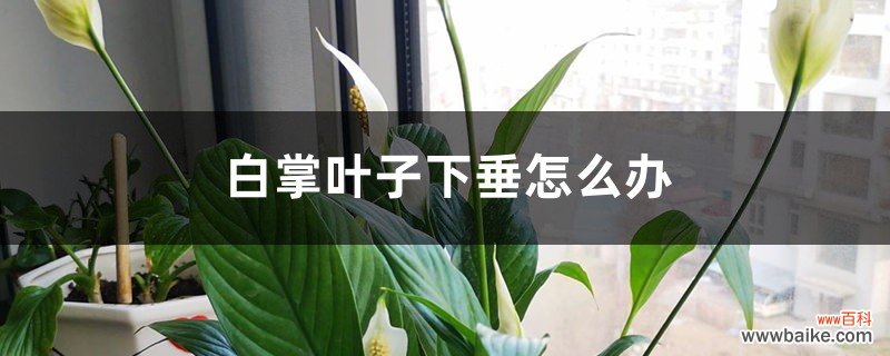 白掌叶子下垂怎么办