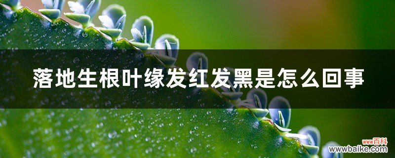 落地生根叶缘发红发黑是怎么回事