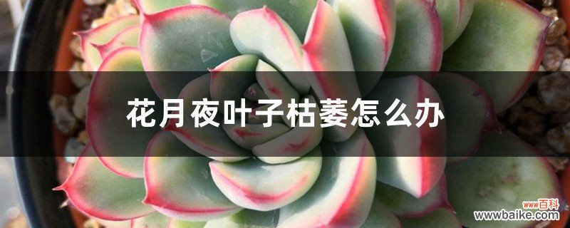 花月夜叶子枯萎怎么办